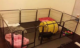 Indoor mini online pig pen